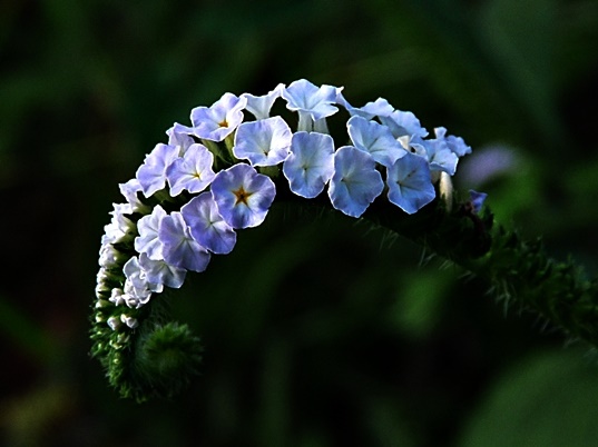 {Heliotropium indicum}